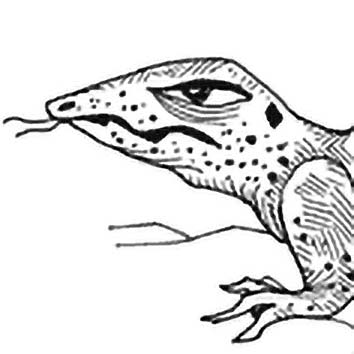 A picture showing the legend of LUNGKATA taken from our Australian mythology archives. Illustration by Chas Saunders. Read the story below or search the index for more Australian Gods, Australian Goddesses, heroes, demons and monsters!