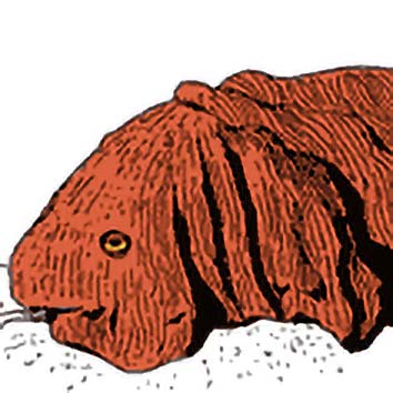A picture showing the legend of ULURU taken from our Australian mythology archives. Illustration by Chas Saunders. Read the story below or search the index for more Australian Gods, Australian Goddesses, heroes, demons and monsters!